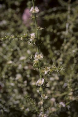 APII jpeg image of Salsola australis  © contact APII