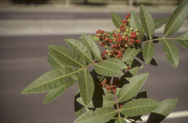 APII jpeg image of Schinus terebinthifolia  © contact APII