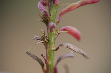 APII jpeg image of Sclerolaena calcarata  © contact APII