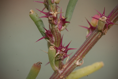 APII jpeg image of Sclerolaena calcarata  © contact APII