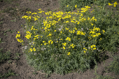 APII jpeg image of Senecio brigalowensis  © contact APII