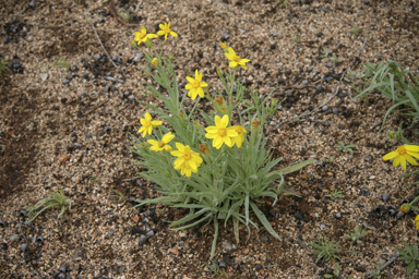 APII jpeg image of Senecio gregorii  © contact APII