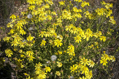 APII jpeg image of Senecio lacustrinus  © contact APII