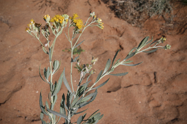 APII jpeg image of Senecio lanibracteus  © contact APII