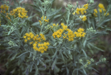 APII jpeg image of Senecio lanibracteus  © contact APII