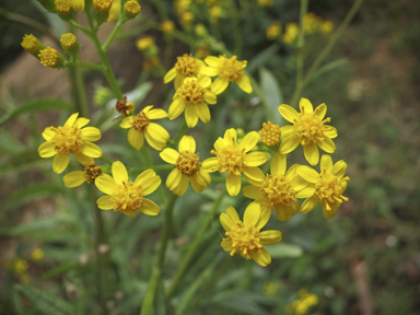 APII jpeg image of Senecio linearifolius  © contact APII