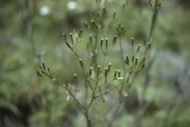 APII jpeg image of Senecio prenanthoides  © contact APII