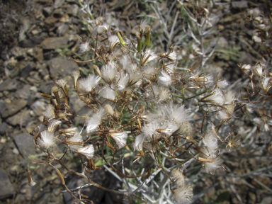 APII jpeg image of Senecio quadridentatus  © contact APII