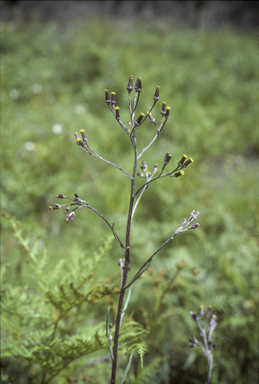 APII jpeg image of Senecio squarrosus  © contact APII