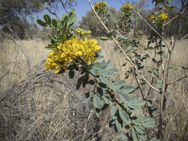 APII jpeg image of Senna artemisioides subsp. oligophylla  © contact APII