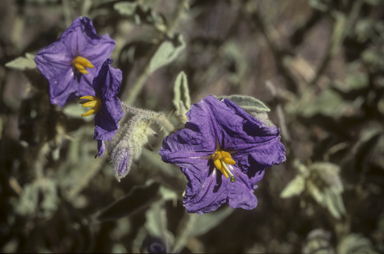 APII jpeg image of Solanum chippendalei  © contact APII