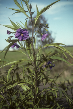 APII jpeg image of Solanum laciniatum  © contact APII