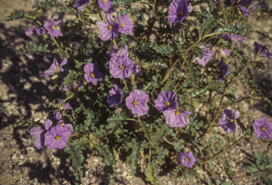 APII jpeg image of Solanum petrophilum  © contact APII