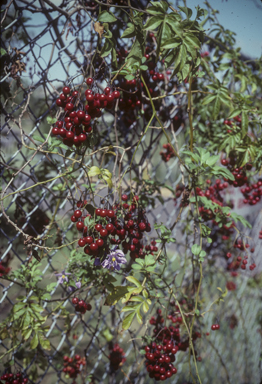 APII jpeg image of Solanum seaforthianum  © contact APII