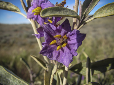 APII jpeg image of Solanum sturtianum  © contact APII