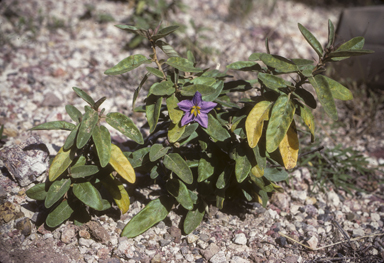 APII jpeg image of Solanum tetrathecum  © contact APII