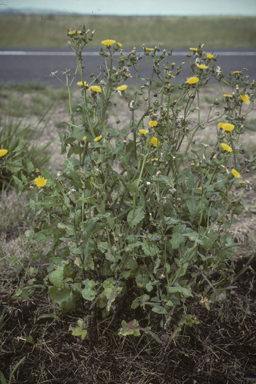 APII jpeg image of Sonchus oleraceus  © contact APII