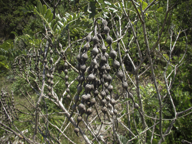 APII jpeg image of Sophora tomentosa  © contact APII