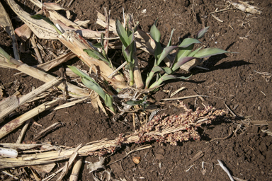 APII jpeg image of Sorghum bicolor  © contact APII