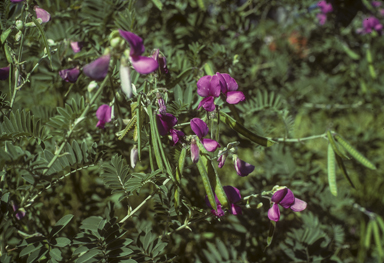 APII jpeg image of Tephrosia glomeruliflora  © contact APII