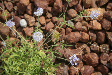 APII jpeg image of Trachymene cyanantha  © contact APII