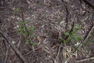 APII jpeg image of Trema tomentosa  © contact APII