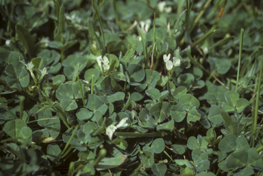 APII jpeg image of Trifolium subterraneum  © contact APII