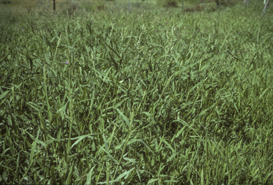 APII jpeg image of Urochloa mosambicensis  © contact APII