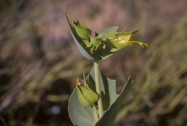 APII jpeg image of Goodenia panduriformis  © contact APII