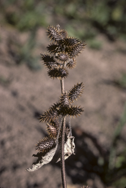 APII jpeg image of Xanthium strumarium  © contact APII