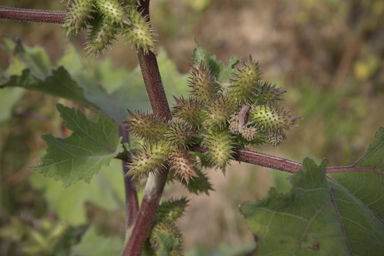 APII jpeg image of Xanthium strumarium  © contact APII