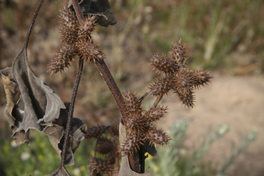 APII jpeg image of Xanthium strumarium  © contact APII