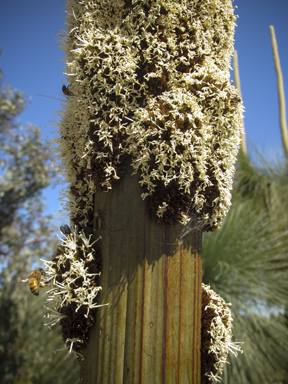 APII jpeg image of Xanthorrhoea australis  © contact APII