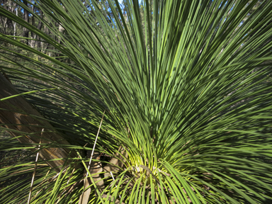 APII jpeg image of Xanthorrhoea glauca subsp. angustifolia  © contact APII