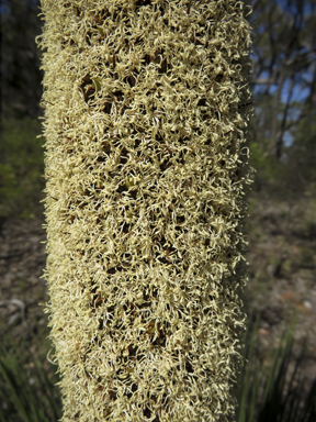 APII jpeg image of Xanthorrhoea glauca subsp. angustifolia  © contact APII