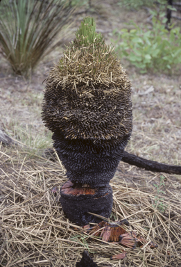 APII jpeg image of Xanthorrhoea johnsonii  © contact APII