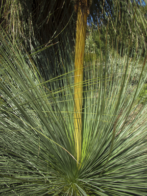 APII jpeg image of Xanthorrhoea johnsonii  © contact APII