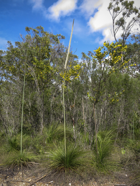 APII jpeg image of Xanthorrhoea latifolia  © contact APII