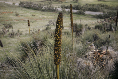 APII jpeg image of Xanthorrhoea quadrangulata  © contact APII