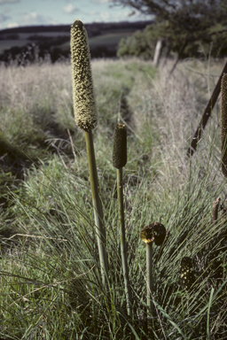 APII jpeg image of Xanthorrhoea quadrangulata  © contact APII