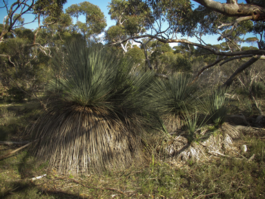 APII jpeg image of Xanthorrhoea semiplana subsp. tateana  © contact APII