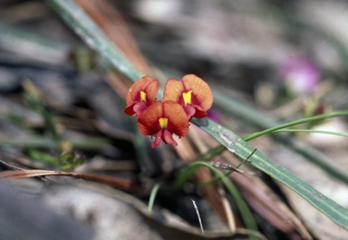 APII jpeg image of Daviesia alata  © contact APII