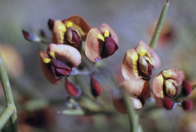 APII jpeg image of Daviesia divaricata  © contact APII