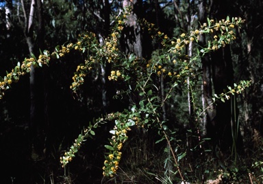 APII jpeg image of Daviesia elliptica  © contact APII