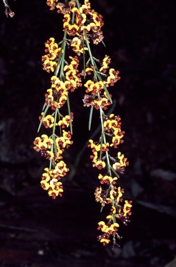 APII jpeg image of Daviesia leptophylla  © contact APII