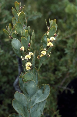 APII jpeg image of Daviesia obovata  © contact APII