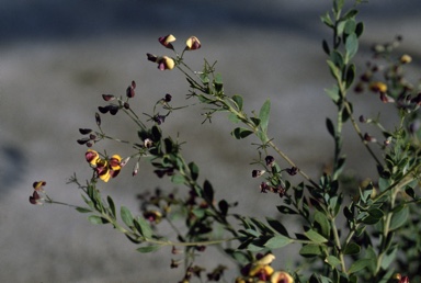 APII jpeg image of Daviesia pedunculata  © contact APII