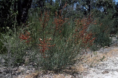 APII jpeg image of Daviesia physodes  © contact APII