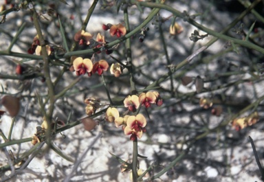 APII jpeg image of Daviesia retrorsa  © contact APII