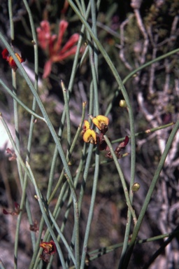 APII jpeg image of Daviesia triflora  © contact APII